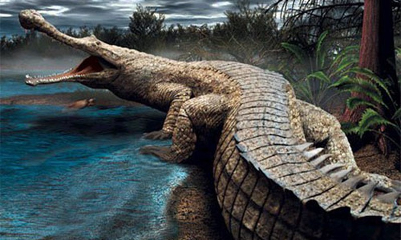 Mơ thấy cá sấu nên đánh con gì?